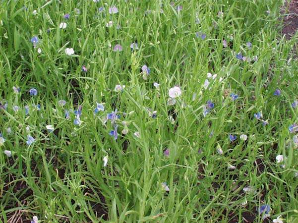 Chickling Vetch