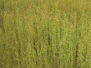 Flax field