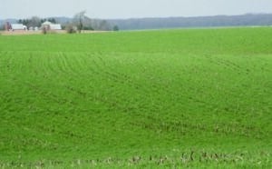 Figure 1: Cereal rye cover crop planted following corn in late April on the Steve Berger farm in Iowa (Tom Kaspar)