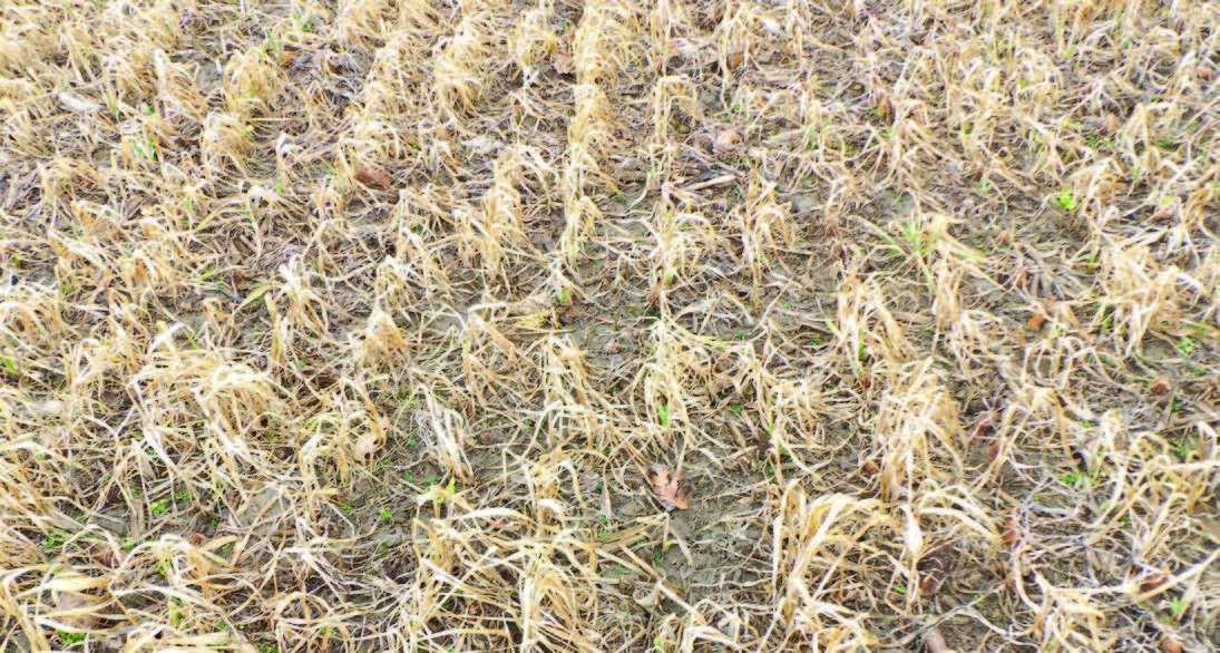 Ohio Cover Crop Recipe – Post Soybean, Going To Corn: Use Oats/Radish ...