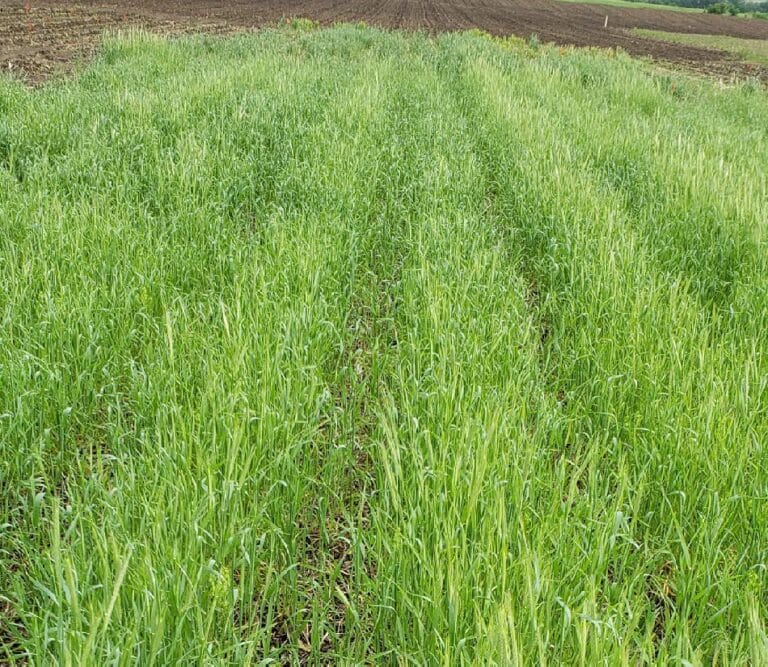 Minnesota Cover Crop Recipe – Post Corn, Going To Soybean: Use Cereal ...