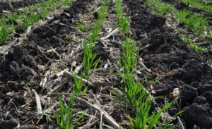 Figure 1: These oats were seeded in the fall after soybean harvest in a no-tillage soybean/strip-tillage corn rotation. The field was strip-tilled after oat emergence. (Lizabeth Stahl)