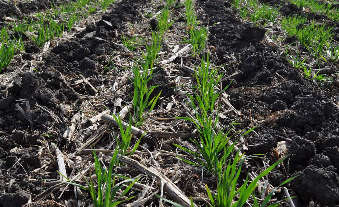 Minnesota Cover Crop Recipe – Post Soybean, Going To Corn: Use Oats ...