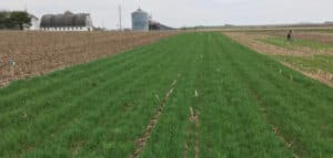 Figure 1. This cereal rye cover crop was planted near Arlington, WI, after corn silage harvest and fall manure application. (Jaimie West)