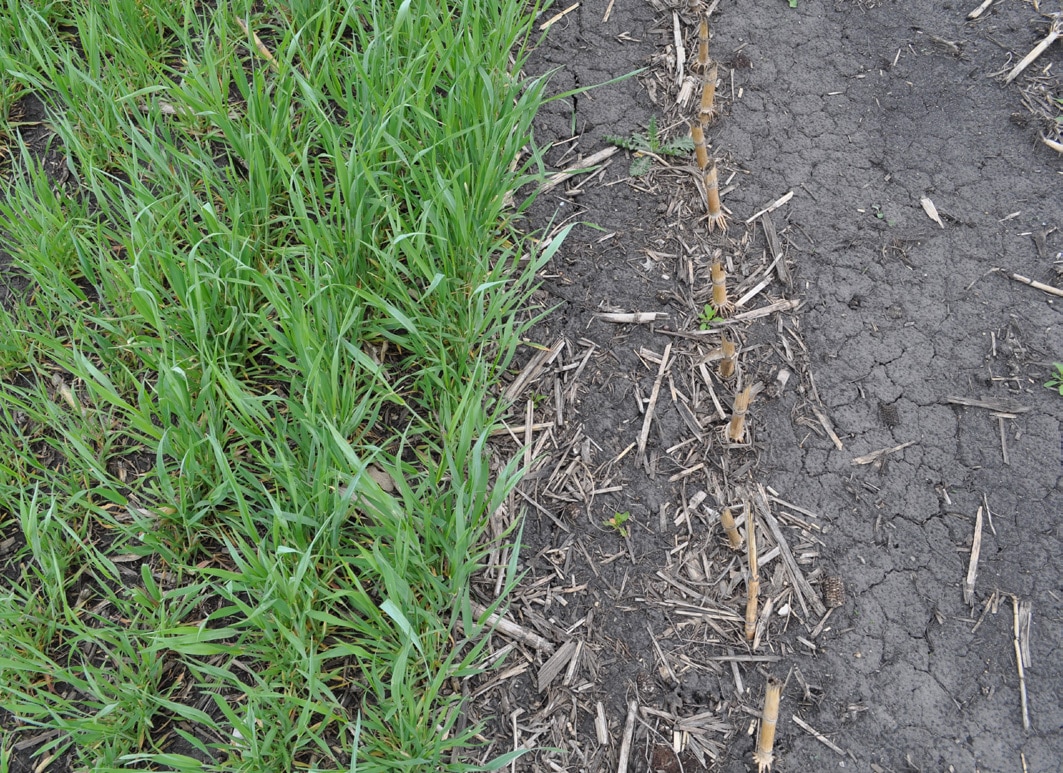 Minnesota Cover Crop Recipe – Post Corn Silage, Going To Corn: Use ...